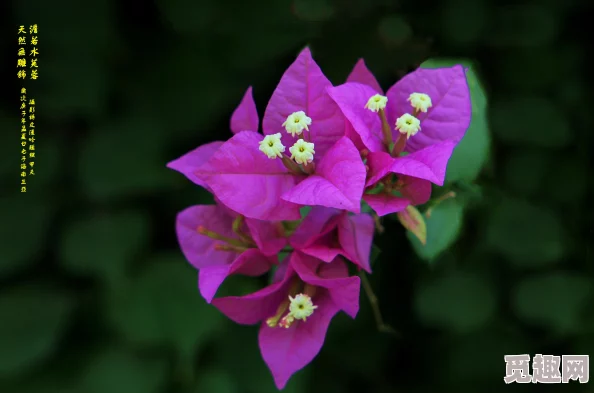 2025年DNF女漫游顶尖配置:护石符文完美推荐及热门技能搭配 2025年DNF女漫游顶尖配置:护石符文完美推荐及热门技能搭配